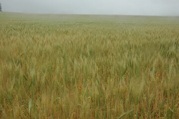 Golden wheat fields