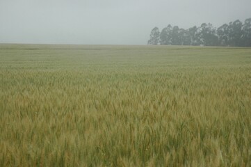 Obraz premium Golden wheat fields