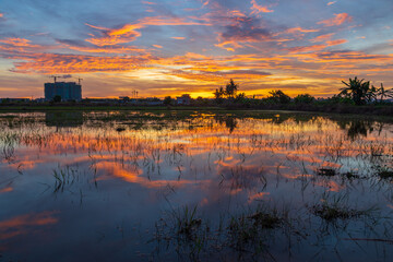 amazing sunset view at paddy filed with reflection of burning sky at Kota Kinabalu, Sabah, Borneo