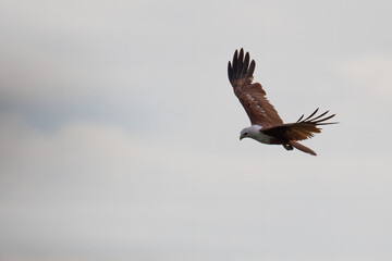 Brahminy kite eagle flying above looking for prey