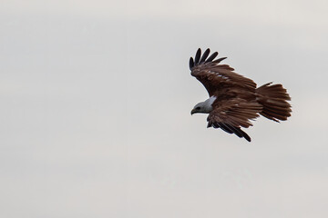 Brahminy kite eagle flying above looking for prey