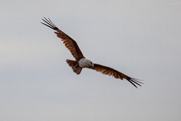 Brahminy kite eagle flying above looking for prey