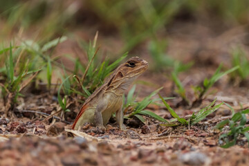 lizard on the ground