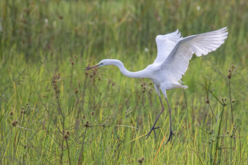 Fototapeta premium Nature wildlife image of cattle egret flying on paddy field