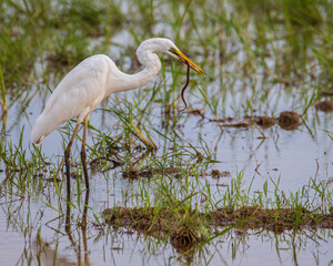 Nature wildlife image of cattle egret searching food on paddy field
