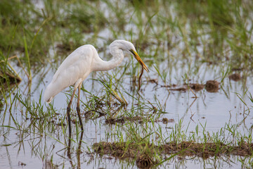 Nature wildlife image of cattle egret searching food on paddy field