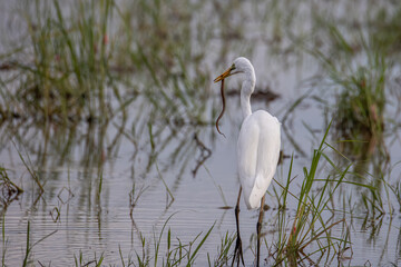 Nature wildlife image of cattle egret searching food on paddy field