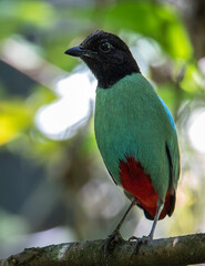 Nature Wildlife image of Borneo Hooded Pitta juvenile (Pitta sordida mulleri) on Rainforest jungle