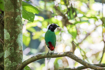 Nature Wildlife image of Borneo Hooded Pitta juvenile (Pitta sordida mulleri) on Rainforest jungle