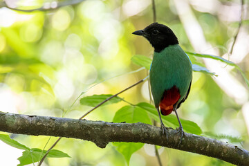 Nature Wildlife image of Borneo Hooded Pitta juvenile (Pitta sordida mulleri) on Rainforest jungle