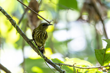 Nature wildlife image of Purple-naped Sunbird (Hypogramma hypogrammicum) in Borneo, Malaysia