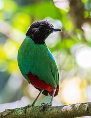 Nature Wildlife image of Borneo Hooded Pitta juvenile (Pitta sordida mulleri) on Rainforest jungle