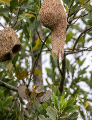 Nature wildlife image of Baya weaver inside bird nest