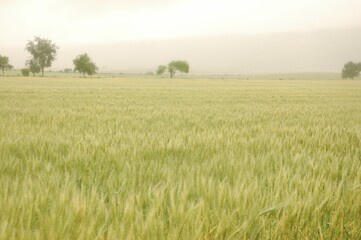 Golden wheat fields