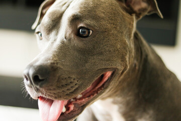 Close up of a puppy Pit Bull dog at home. Selective focus.