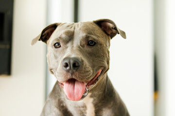Close up of a puppy Pit Bull dog at home. Selective focus.