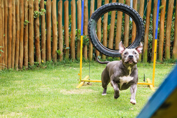 Pit bull dog playing and having fun in the park. Selective focus.
