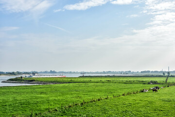 Cows graze on the floodplains of the Waal while slowly a cargo ship passes by. Netherlands, Holland, Europe