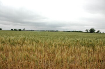Obraz premium Golden wheat fields