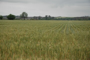 Golden wheat fields