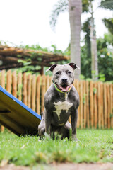 Pit bull dog playing and having fun in the park. Selective focus.