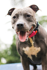 Pit bull dog playing and having fun in the park. Selective focus.