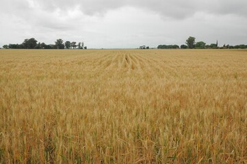 Golden wheat fields