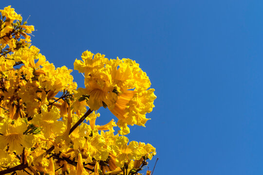 Yellow Ipê (Handroanthus albus) flowering in a square in the south of Sao Paulo