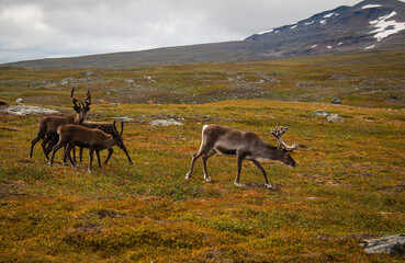 Reindeers in Swedish Lapland along Kungsleden trail between Hemavan and Ammarnas, near the Syter cottage, August.