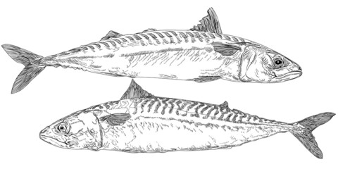 Mackerel Drawing