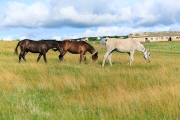 Obraz na płótnie Canvas Horse runs on a green summer meadow on sunny day