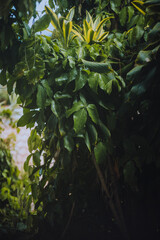 Rainy day in San Jose, Costa Rica