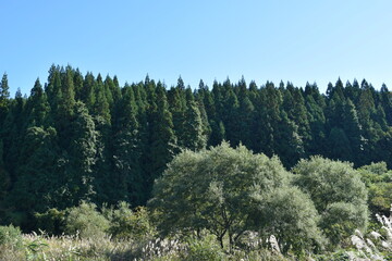 スギ林 山形県の山林