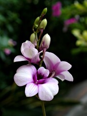 Gently white-purple flower orchids  cooktown ,Dendrobium bigibbum blooming in garden tropical ,soft selective focus for pretty background, delicate dreamy of beauty of nature ,copy space ,lovely macro