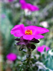 Closeup purple pink Portulaca Werdermannii flower succulent blooming in garden summer and soft selective focus for pretty background ,delicate dreamy beauty of nature ,macro ,copy space ,gently 
