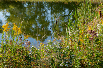 Colorful native plants in the autumn on the edge of a pond with trees reflecting in the water.