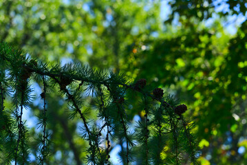 A macro shot of a pine tree branch with pine cones on a sunny clear day with a blurred background of green trees and blue sky.