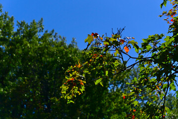 A macro shot of Maple tree leaves on a tree branch with color changing in September on a sunny clear day with a blurred background of green trees and blue sky.
