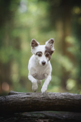 Funny and crazy old mixed-breed dog jumping over a log against the backdrop of a bright summer landscape. Gray-haired. Paws in the air.