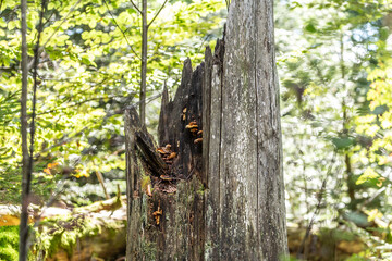 Beautiful wilderness of the bavarian forest: Dead wood as new habitat for plants and insects at the...