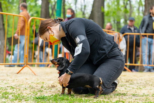 Female handler wearing protective medical mask on her face, puts obedient dachshund puppy in the correct stance at a dog show during epidemic.