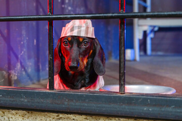 Sad dachshund puppy in striped prison uniform with cap is sitting in cell block, aluminum bowl is...