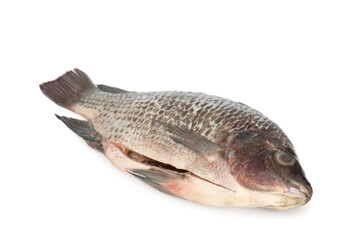 Tilapia fish(scaled and gutted for cooking) isolated on white background.