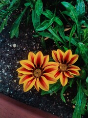 yellow and red flower