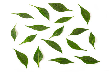Green of chili leaves isolated on white background.