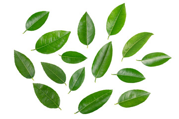 Naklejka premium Flat lay Citrus leaves collection on white background.