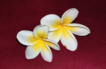 two white frangipani plumeria flowers blossoms on the red background