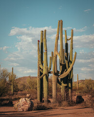 Tall saguaros with white clouds in blue sky, vertical image