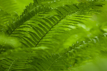 fern leaf background