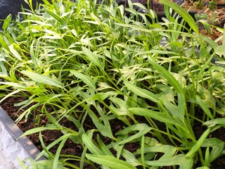 fresh green Ipomcea aquatica plant in nature garden